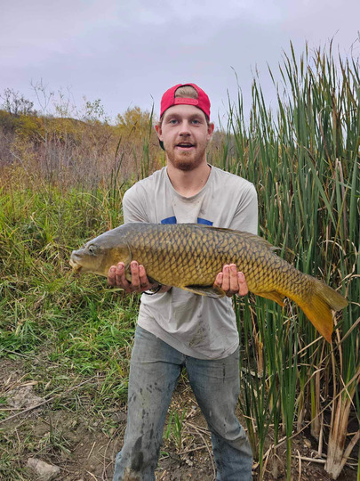 Common Carp