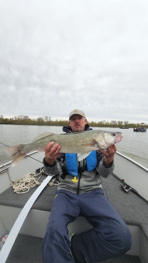 Walleye