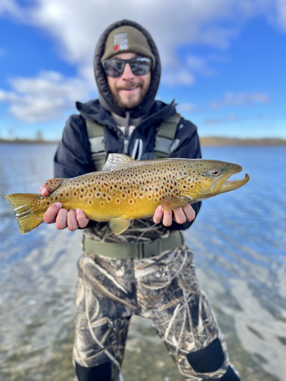 Brown Trout