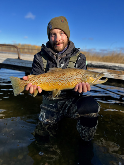 Brown Trout