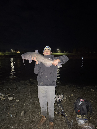 Channel Catfish