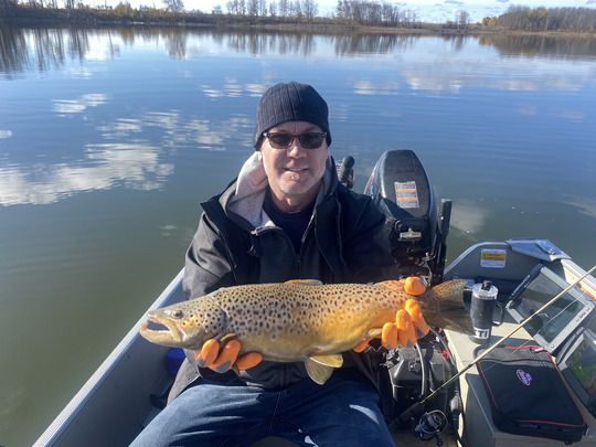 Brown Trout