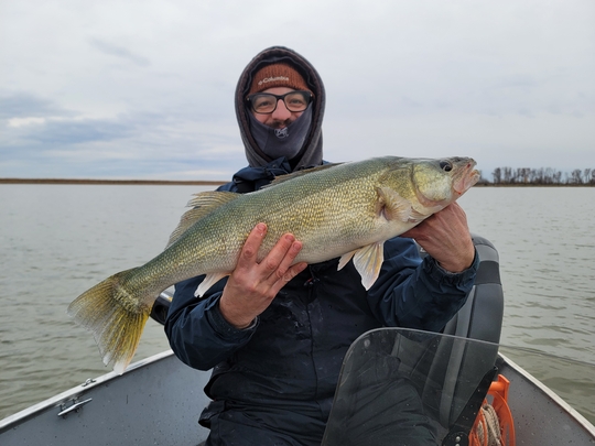 Walleye