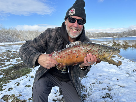 Brown Trout