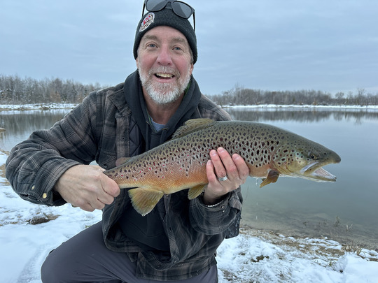 Brown Trout