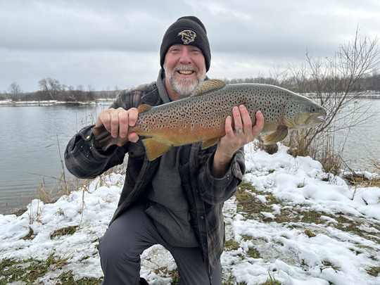 Brown Trout