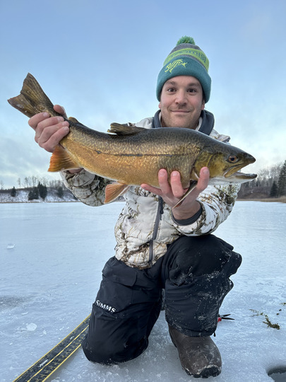 Tiger Trout