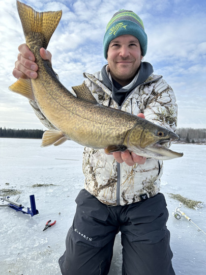 Tiger Trout