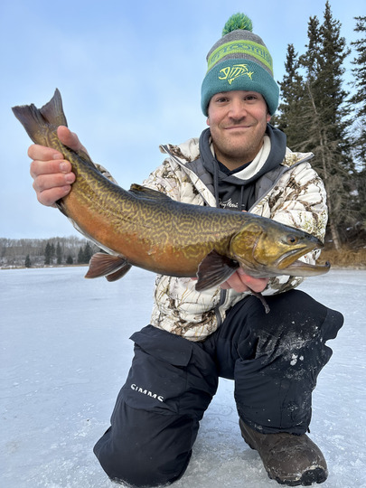 Tiger Trout