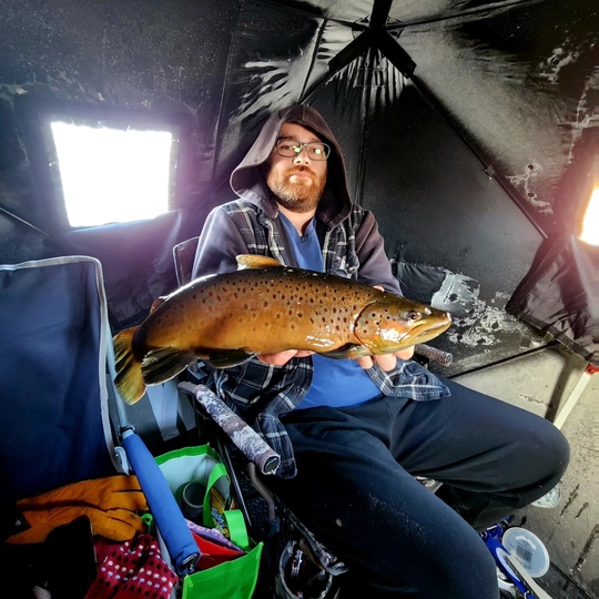 Brown Trout