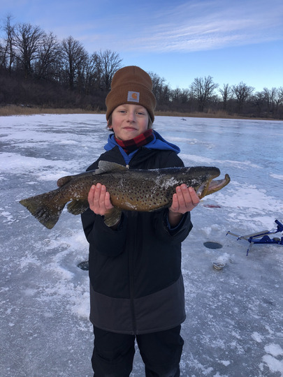 Brown Trout