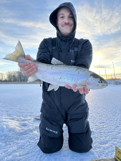 Rainbow Trout