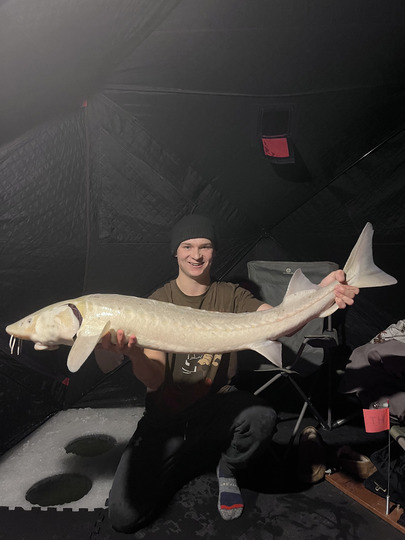 Lake Sturgeon