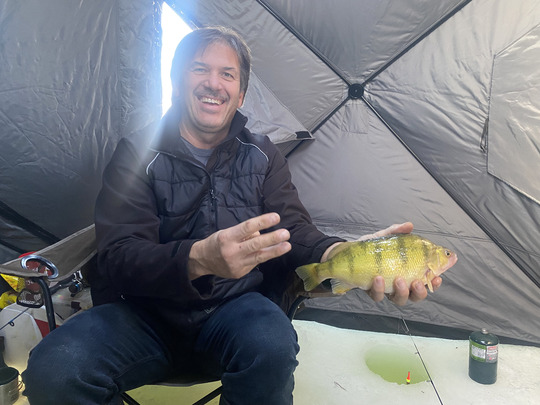 Yellow Perch