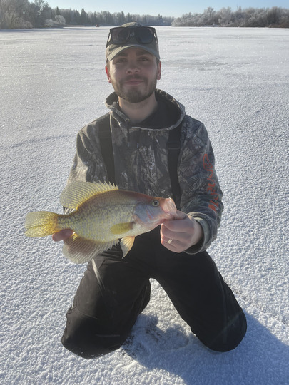 Black Crappie