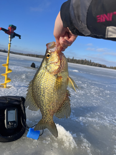 Black Crappie