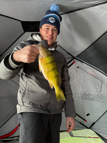 Yellow Perch