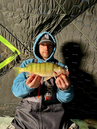Yellow Perch