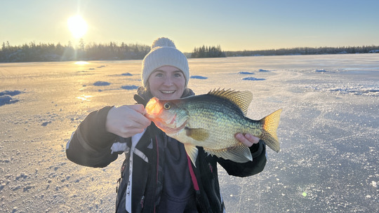 Black Crappie