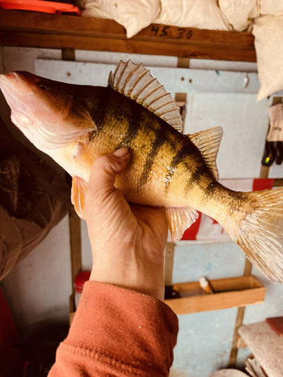 Yellow Perch