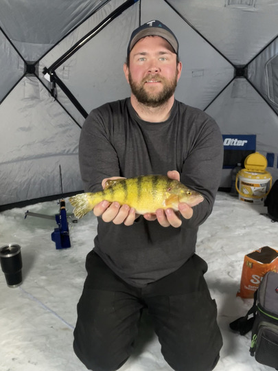 Yellow Perch