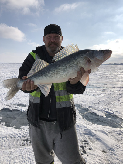 Walleye