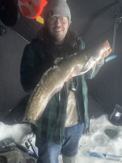 Burbot