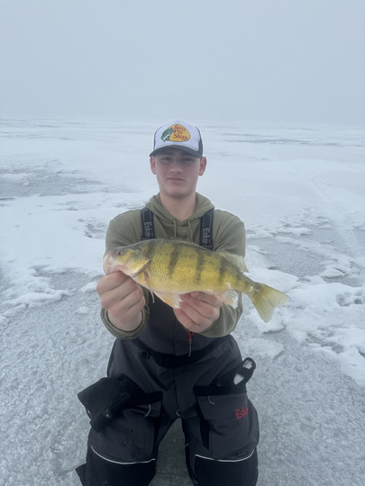 Yellow Perch