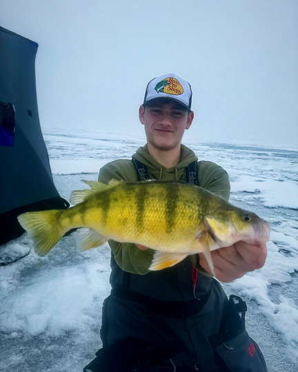 Yellow Perch