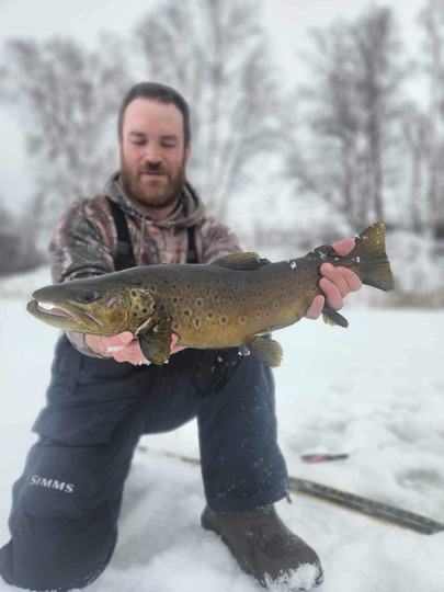 Brown Trout