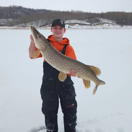 Northern Pike