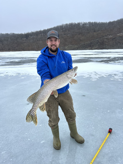 Northern Pike