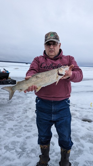 Lake Whitefish