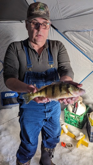 Yellow Perch