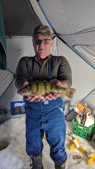 Yellow Perch