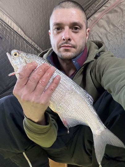 Goldeye