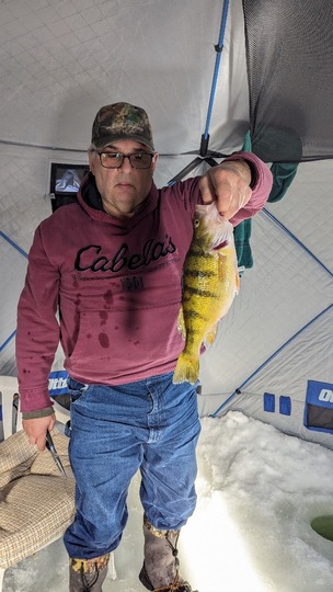 Yellow Perch