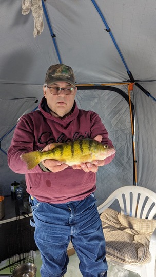 Yellow Perch