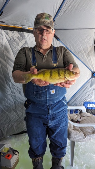 Yellow Perch