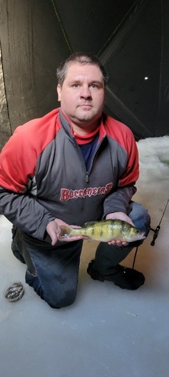 Yellow Perch