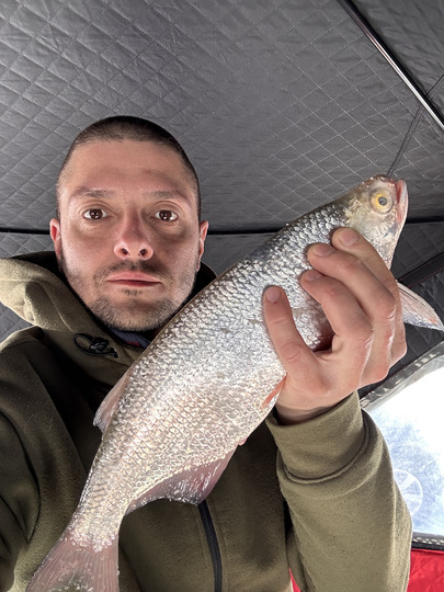 Goldeye