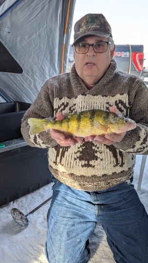 Yellow Perch