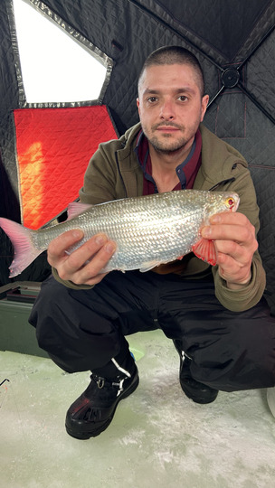 Goldeye