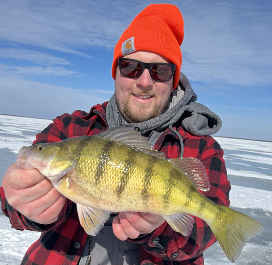 Yellow Perch