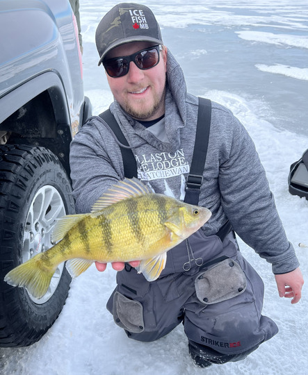 Yellow Perch