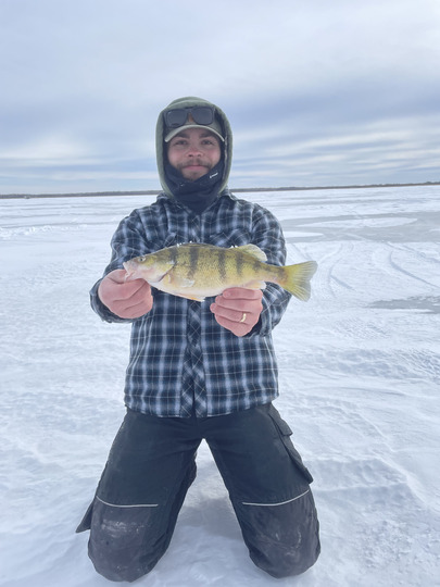 Yellow Perch