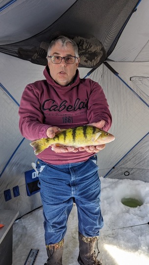 Yellow Perch