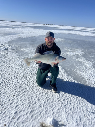 Walleye