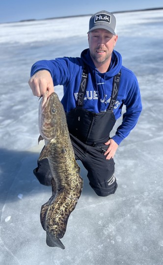 Burbot