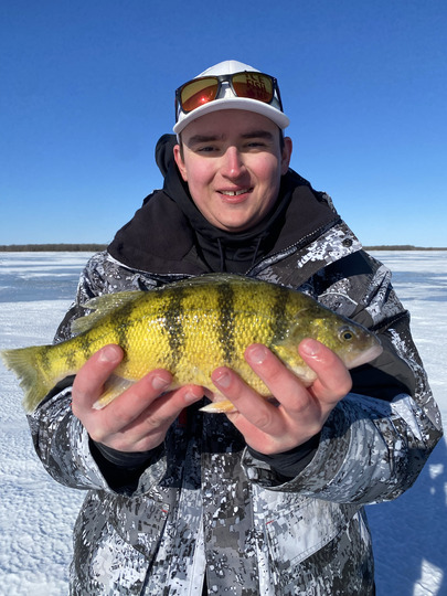 Yellow Perch